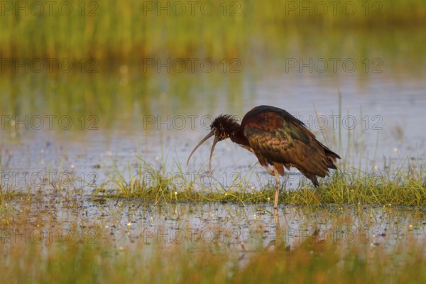 Glossy Ibis (Plegadis falcinellus) foraging, Greece