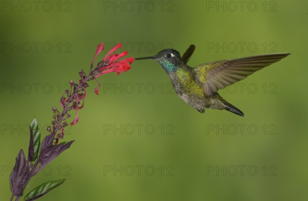 Magnificent Hummingbird (Eugenes fulgens) - San Gerrardo de Dota, Costa Rica