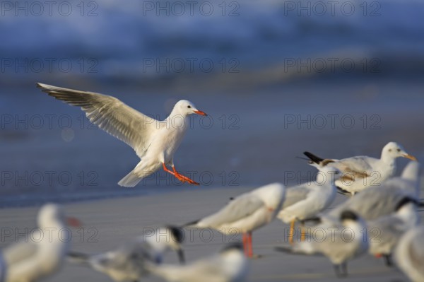 Slender-billed Gull (Chroicocephalus genei) flying, Oman