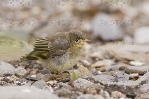 American Yellow Warbler (Setophaga aestiva) juvenile, Arizona, USA