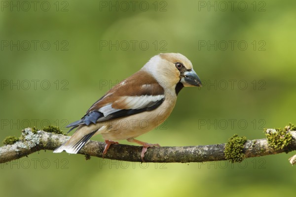 Hawfinch (Coccothraustes coccothraustes) female, Utrecht, Netherlands