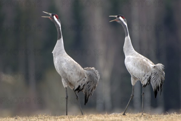 Common Crane (Grus grus) mating, Vaestergoetland, Sweden