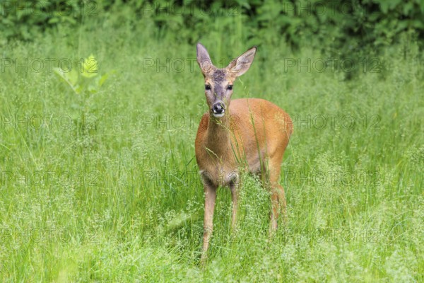 A female roe deer (Capreolus capreolus) stands in a green meadow. Bavaria, Germany