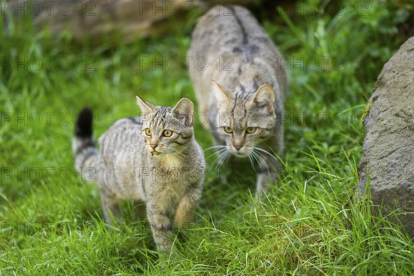 European wildcat (Felis silvestris silvestris) on a meadow, Hesse, Germany