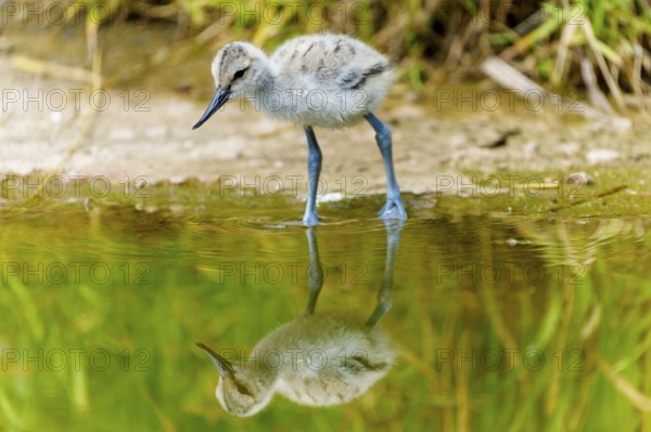 Small juvenile bird next to a pool of water with reflection, Avocet, (Recurvirostra avosetta), France