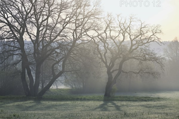 Meadows and trees in the early morning mist, Reusstal, Aristau, Freiamt, Canton Aargau, Switzerland