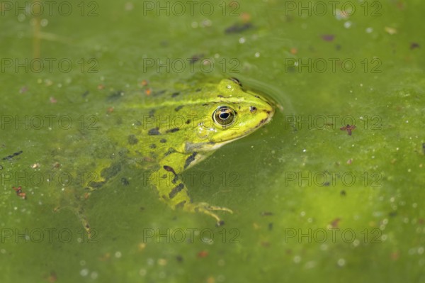 Edible frog (Pelophylax esculentus) in water, Bavaria, Germany