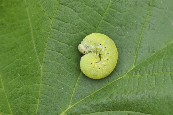 Birch Sawfly, Birch Button Hornworm Wasp (Cimbex femoratus), Birch Sawfly (Symphyta), Birch Button Hornworm Wasp, Larva curled up on a leaf, Close-up, Other animals, Insects, Animals, Wilnsdorf, North Rhine-Westphalia, Germany