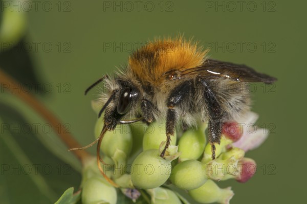 A field bumblebee (Bombus pascuorum) with orange back on a green flower bud of edelgamander, Baden-Württemberg, Germany