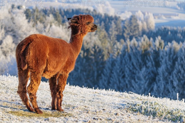 A brown alpaca (Vicugna pacos) stands in the early morning light on a frozen meadow in hilly terrain. A forest covered in hoarfrost can be seen in the background. Captive, Germany