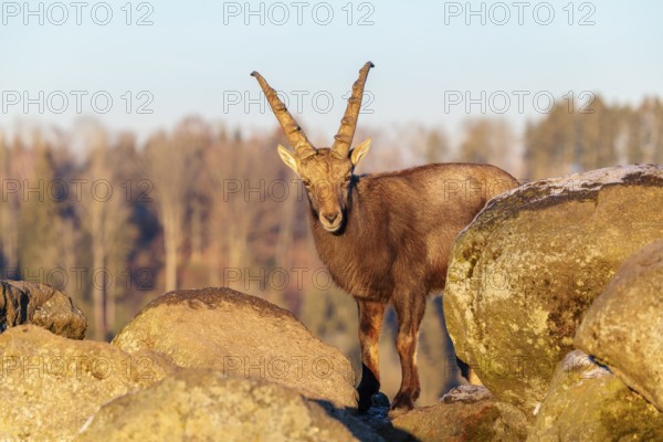 A male ibex (Capra ibex) is standing on a rock in the warm evening light. The sky and a forest can be seen behind him. Carinthia, Austria