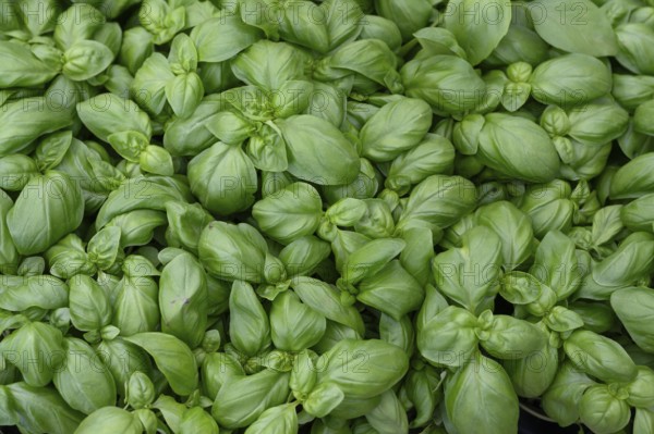 Basil (Ocimum basilicum), Bavaria, Germany
