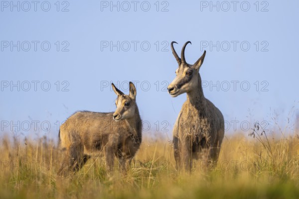 Chamois (Rupicapra rupicapra) mother with her youngster on a meadow in the Vosges Mountains, wildlife, France
