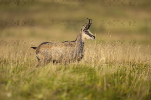 Chamois (Rupicapra rupicapra) on a meadow in the Vosges Mountains, wildlife, France