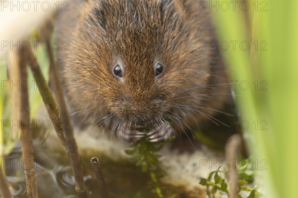 Water vole (Arvicola amphibius) adult rodent animal feeding on pond weed in a reedbed in summer, Suffolk, England, United Kingdom