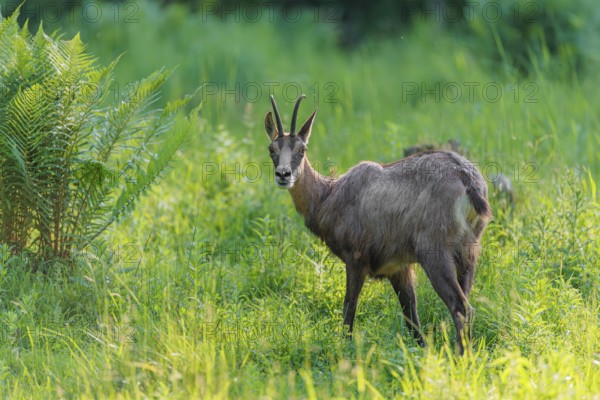 An adult chamois (Rupicapra rupicapra) stands in the tall grass of a green meadow on a sunny day.. Tyrol, Austria