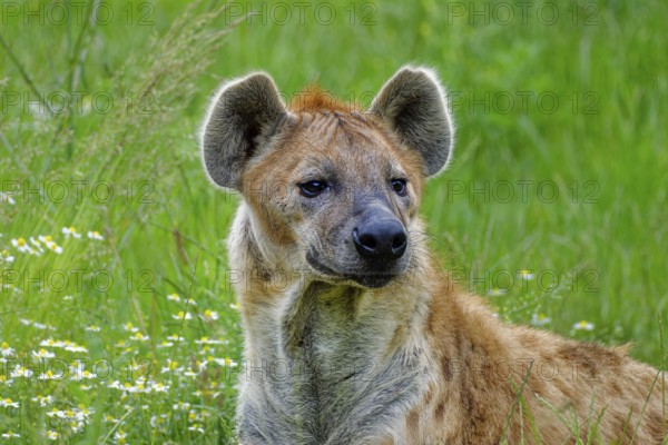 Animal portrait, spotted hyena (Crocuta crocuta), attentive, captive, distribution sub-Saharan Africa