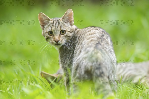 European wildcat (Felis silvestris silvestris) on a meadow, Hesse, Germany