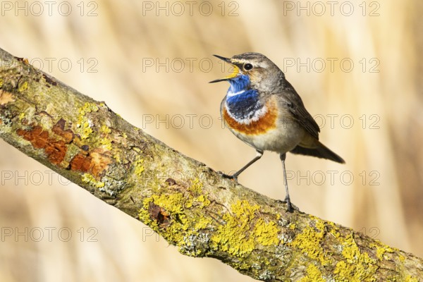 Bluethroat (Luscinia svecica cyanecula) ml Germany