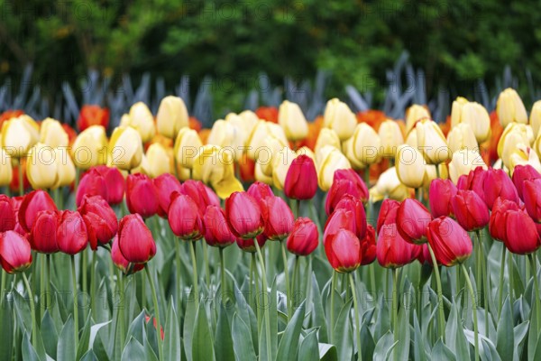 Red and yellow tulips (Tulipa), colourful tulip bed, Keukenhof gardens, Lisse, Bollenstreek, South Holland, Netherlands