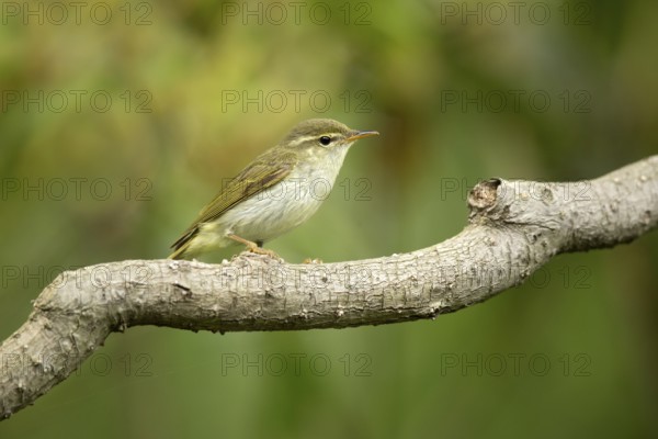 Ijimalaubsänger (Phylloscopus ijimae) perched on a branch, Miyakejima, Japan