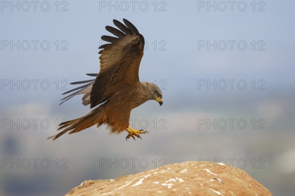 Black Kite (Milvus migrans) landing on a rock, Spain