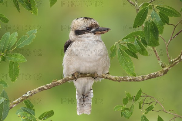 Laughing Kookaburra (Dacelo novaeguineae), Victoria, Australia