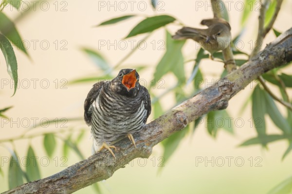 Common Cuckoo (Cuculus canorus) juvenile begging near the nest of an Eurasian Reed Warbler, Saxony-Anhalt, Germany