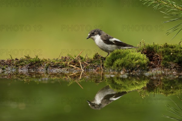 European Pied Flycatcher (Ficedula hypoleuca) male, Utrecht, Netherlands