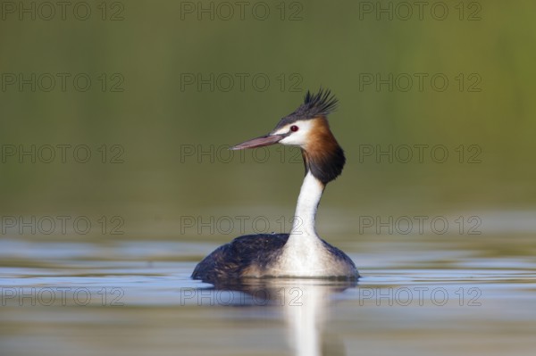 Australasian Crested Grebe (Podiceps cristatus australis), Victoria, Australia