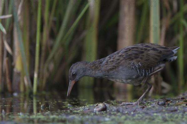 Water Rail (Rallus aquaticus) foraging, Saxony, Germany