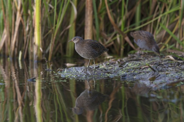 Spotted Crake & Water Rail (Porzana porzana & Rallus aquaticus) foraging, Saxony, Germany