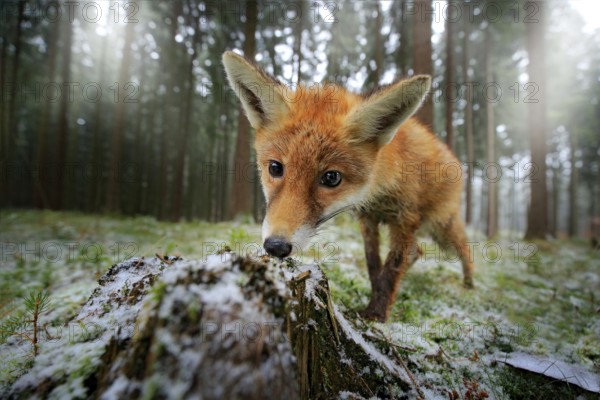 Red fox in the nature forest habitat wide angle lens picture. Animal with tree trunk with first snow. Vulpes vulpes, in green forest during winter