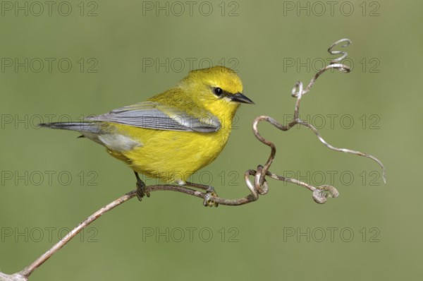 Blue-winged Warbler (Vermivora cyanoptera), Texas, USA