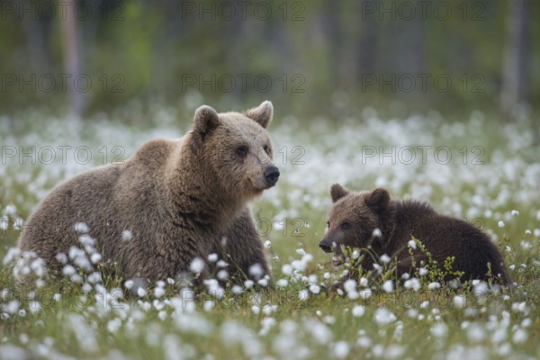Eurasian Brown Bear (Ursus arctos) mother with cub in white cottongrass, Finland