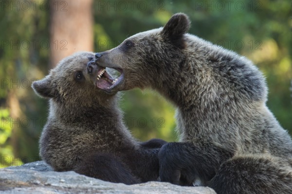 Eurasian Brown Bear (Ursus arctos) two fighting in forest, Finland