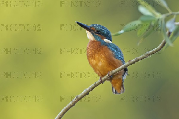 Common Kingfisher (Alcedo atthis) juvenile female, Saxony-Anhalt, Germany