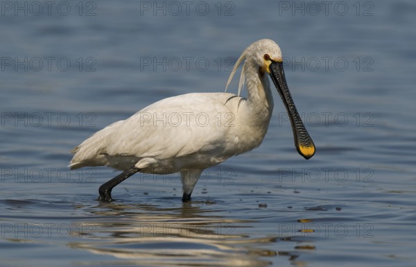 Löffler (Platalea leucorodia) White Spoonbill
