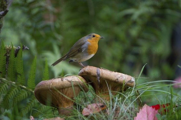 European Robin (Erithacus rubecula) perched on mushroom, Saxony, Germany