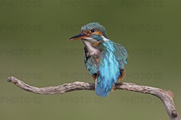 Common Kingfisher (Alcedo atthis) female preening, Saxony-Anhalt, Germany