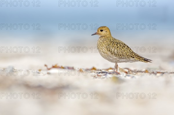 European Golden Plover (Pluvialis apricaria), Schleswig-Holstein, Germany