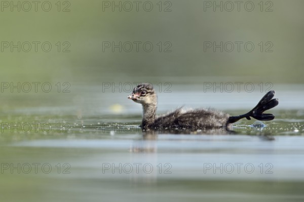 Black-necked Grebe (Podiceps nigricollis) juvenile, North Rhine-Westphalia, Germany