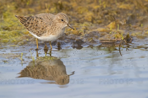 Temminckstrandläufer, Temminck's Stint, Calidris temminckii, Bécasseau de Temminck, Correlimos de Temminck