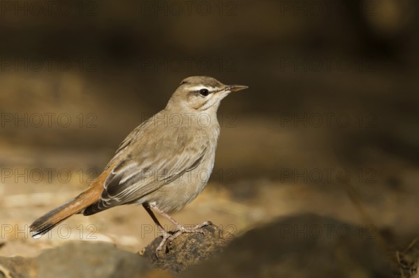Rufous-tailed Scrub Robin (Cercotrichas galactotes syriaca), Oman