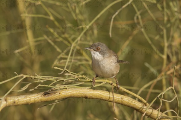 Sardinian Warbler (Sylvia melanocephala) female, Morocco