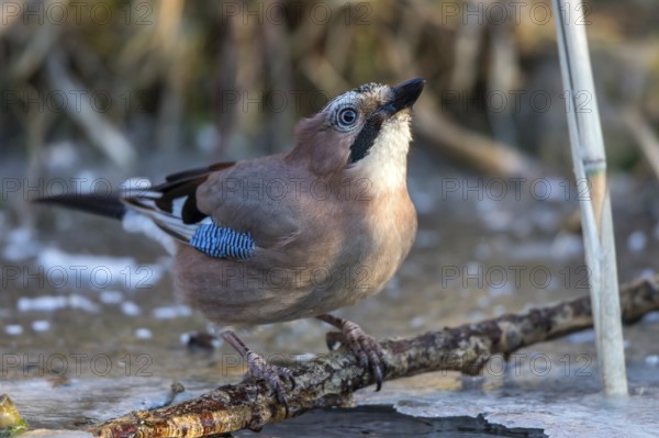 Eurasian Jay (Garrulus glandarius) drinking at an ice hole, Mecklenburg-Western Pomerania, Germany