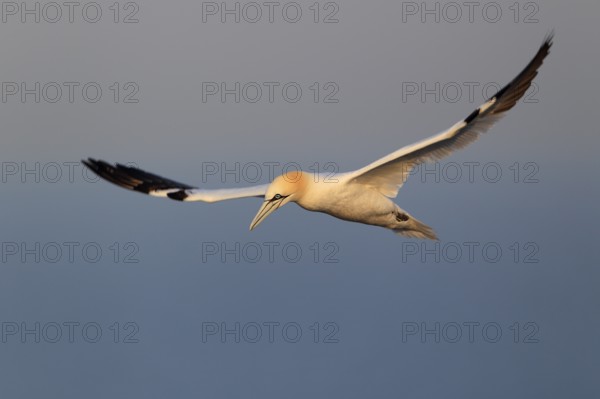 Basstölpel; lat. Sula bassana; im Flug von der Seite im Morgenlicht am Lummenfelsen; Nordsee; Helgoland