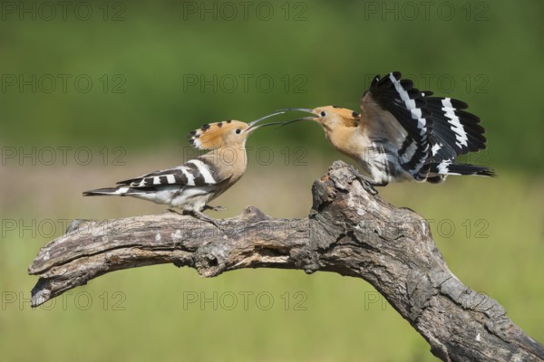 Eurasian Hoopoe (Upupa epops) fighting, Aosta Valley, Italy