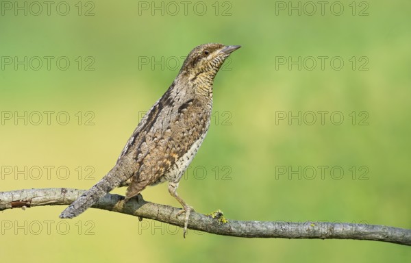 Eurasian Wryneck (Jynx torquilla) perched on a branch, Aosta Valley, Italy