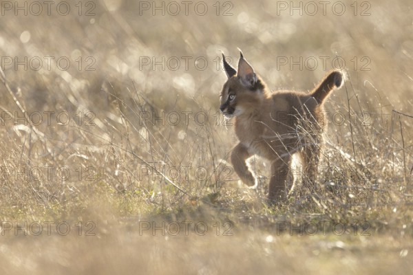 Caracal (Caracal caracal) cub walking in backlight, Castile-La Mancha, Spain